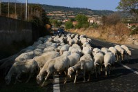 /album/foto-santadi-is-zuddas-costa-del-sud/a0005-ovecky-jpg/